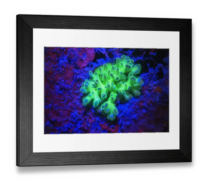 Framed Print : Fused Staghorn Coral Fluorescing, Palau, Rock Islands, Micronesia Framed Print : Fused Staghorn Coral Fluorescing, Palau, Rock Islands, Micronesia