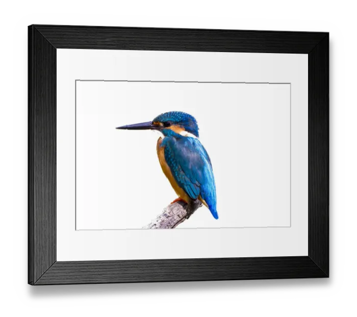 Framed Print : Common Kingfisher with fish (Alcedo atthis) beautiful bird on white background