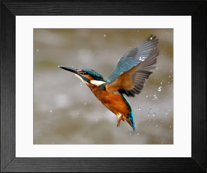 Framed Print : Kingfisher Framed Print : Kingfisher