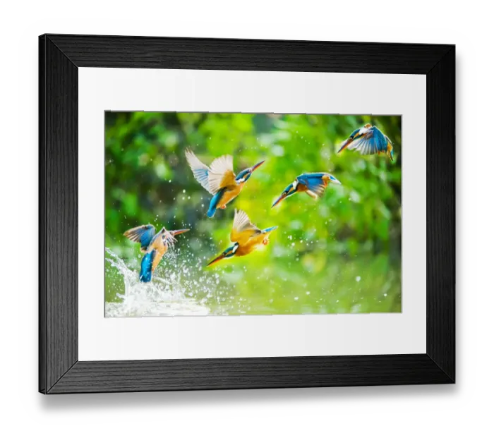 Framed Print : kingfisher Framed Print : kingfisher