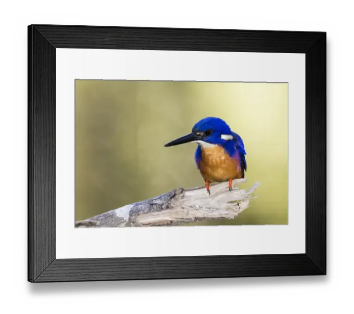 Framed Print : Azure kingfisher, Eungella National Park, Australia