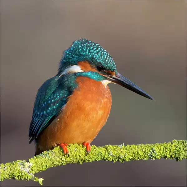 Kingfisher close up