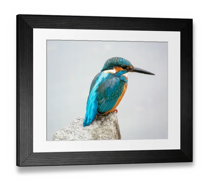 Framed Print : Kingfisher, Kawasemi