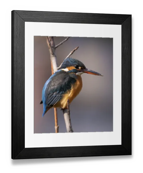 Framed Print : Common Kingfisher Male on a branch