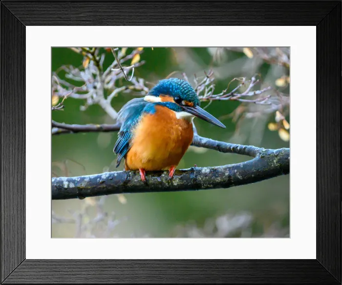 Framed Print : Kingfisher