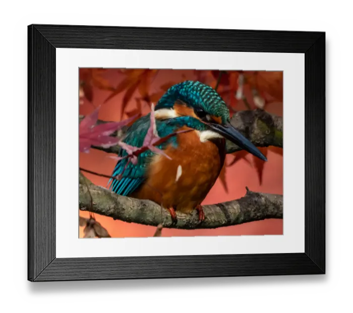 Framed Print : Kingfisher Framed Print : Kingfisher