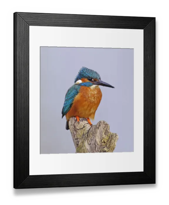 Framed Print : Kingfisher [Alcedo atthis]