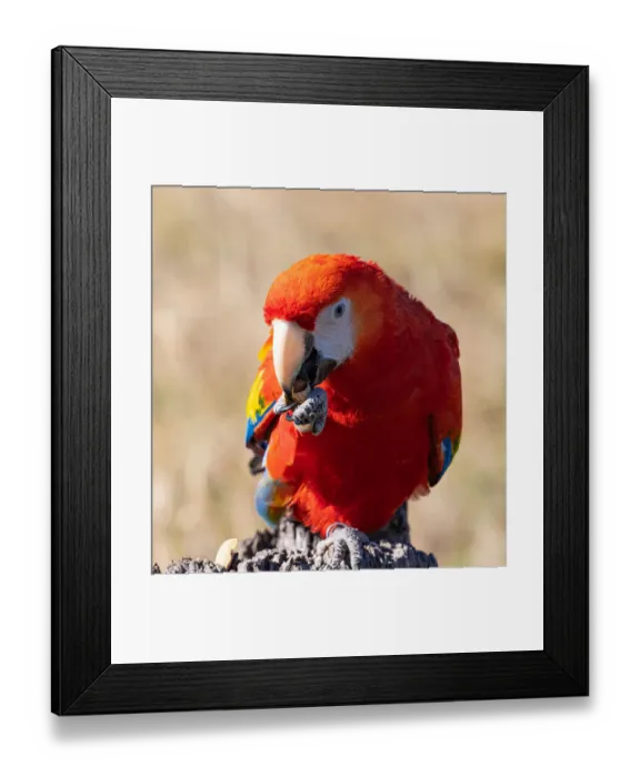 Framed Print : Scarlet Macaw sitting and eating a fresh nut Framed Print : Scarlet Macaw sitting and eating a fresh nut