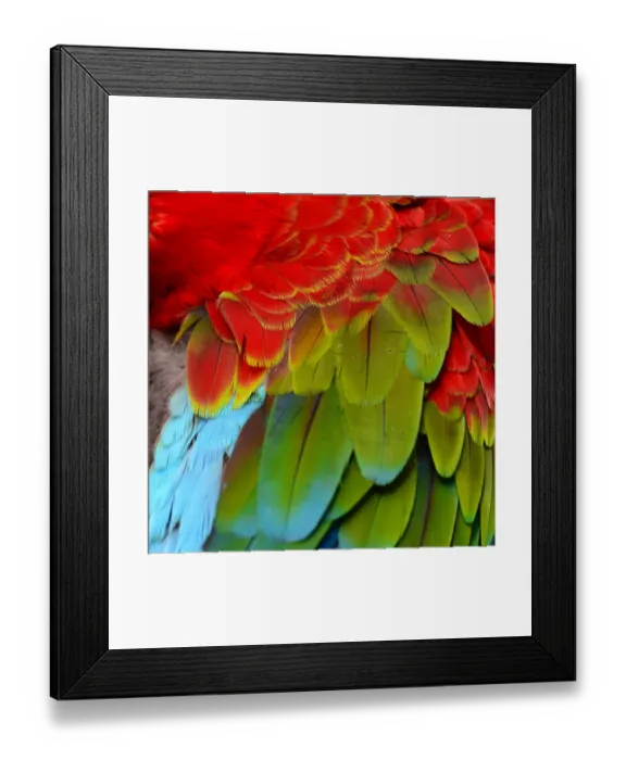 Framed Print : Feather detail of Macaw have Multicolored Blue, Green and Red