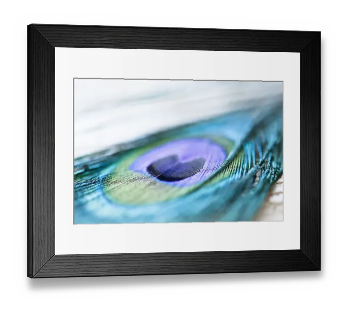 Framed Print : Close-up of a peacock feather Framed Print : Close-up of a peacock feather