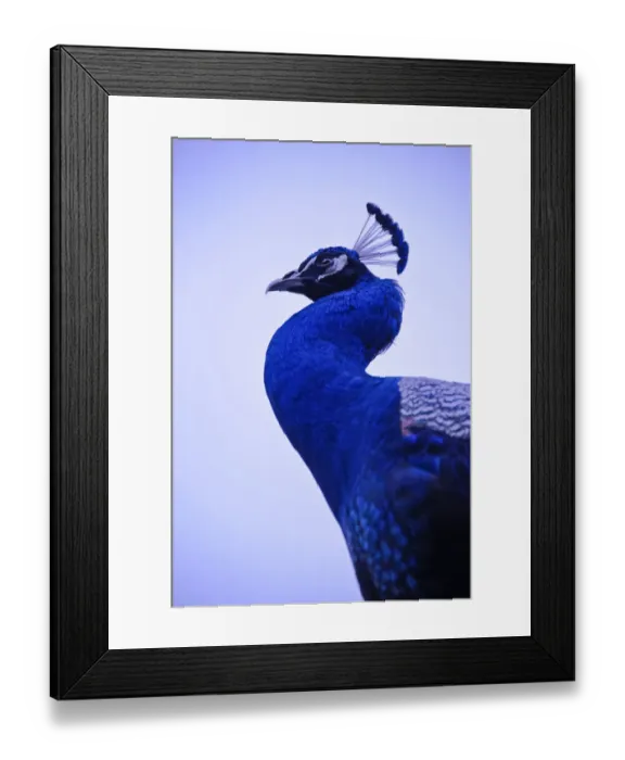 Framed Print : Royal blue Framed Print : Royal blue