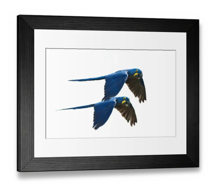 Framed Print : Hyacinth Macaw couple in flight Framed Print : Hyacinth Macaw couple in flight