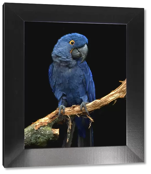 Hyacinth Macaw at Chester Zoo