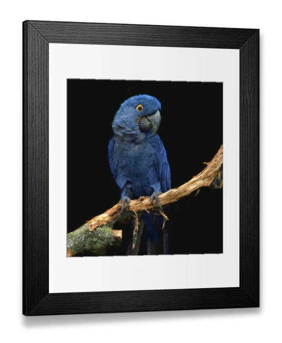Framed Print : Hyacinth Macaw at Chester Zoo Framed Print : Hyacinth Macaw at Chester Zoo