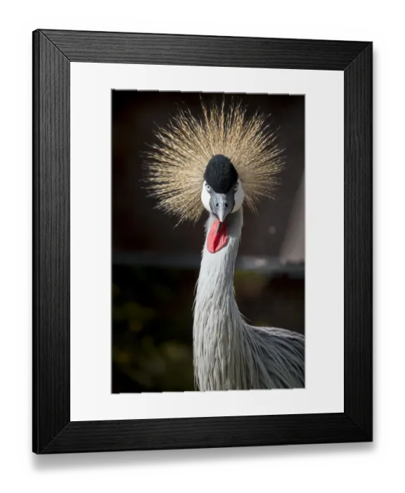 Framed Print : Grey crowned crane (Balearica regulorum gibbericeps) Framed Print : Grey crowned crane (Balearica regulorum gibbericeps)