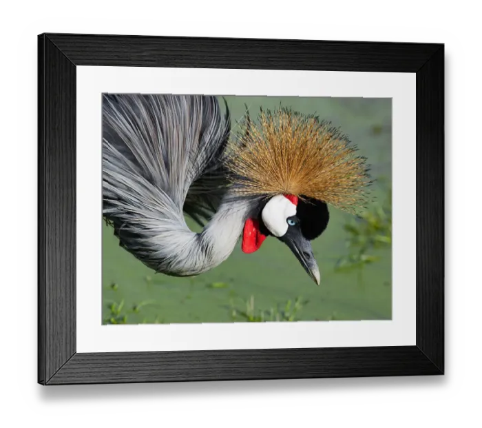 Framed Print : Grey Crowned Crane Framed Print : Grey Crowned Crane