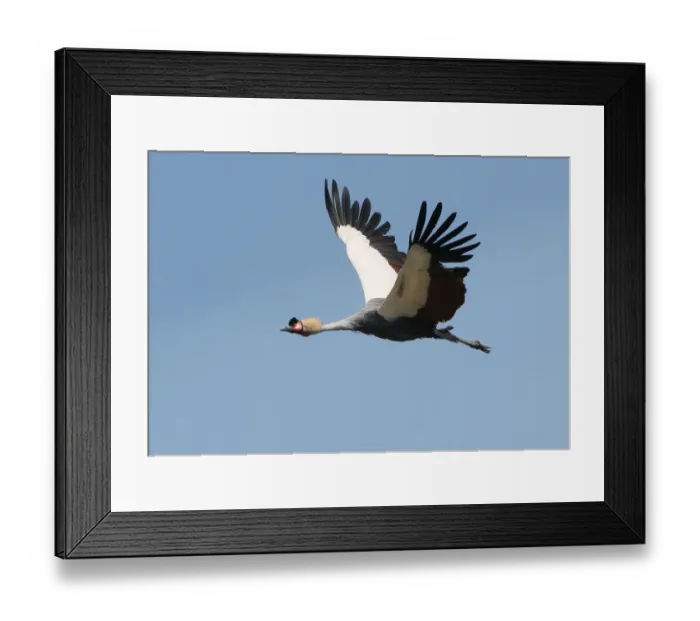 Framed Print : Grey crowned crane Framed Print : Grey crowned crane