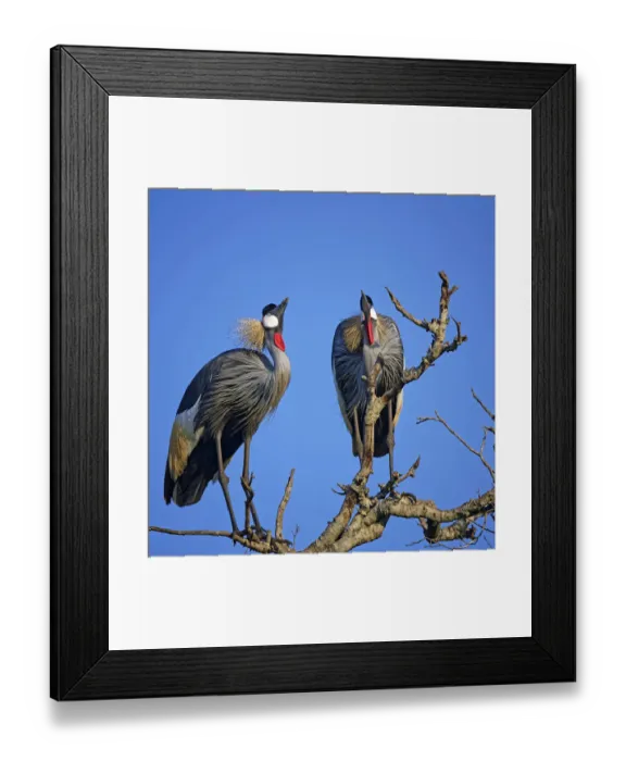 Framed Print : Grey_crowned_crane