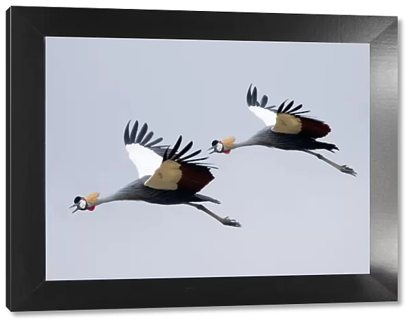 Grey crested cranes in flight