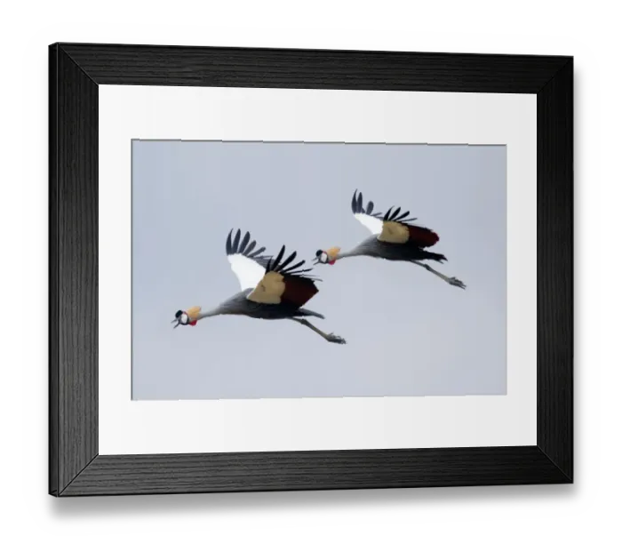 Framed Print : Grey crested cranes in flight Framed Print : Grey crested cranes in flight
