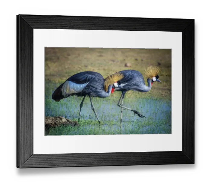 Framed Print : Two Gray Crowned Crane Walking in Pretty Green Grass and Water at Amboseli National Park