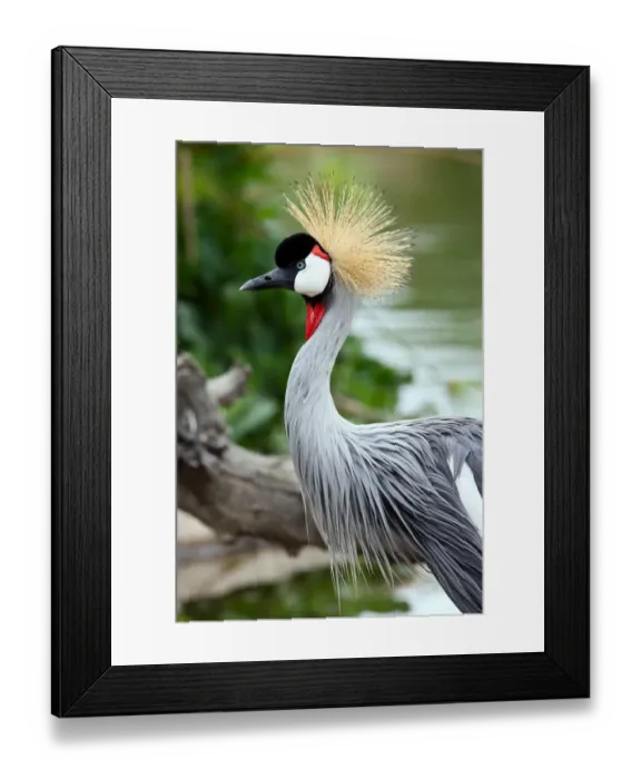 Framed Print : grey crowned crane Framed Print : grey crowned crane
