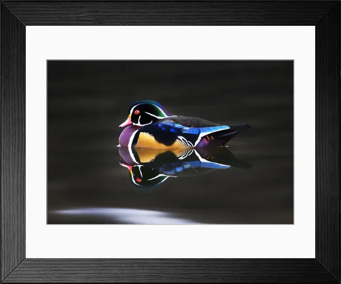 Framed Print : wood duck. The wood duck or Carolina duck (Aix sponsa) is a species of Framed Print : wood duck. The wood duck or Carolina duck (Aix sponsa) is a species of