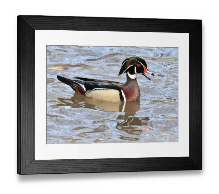 Framed Print : Wild wood duck in breeding plumage Framed Print : Wild wood duck in breeding plumage