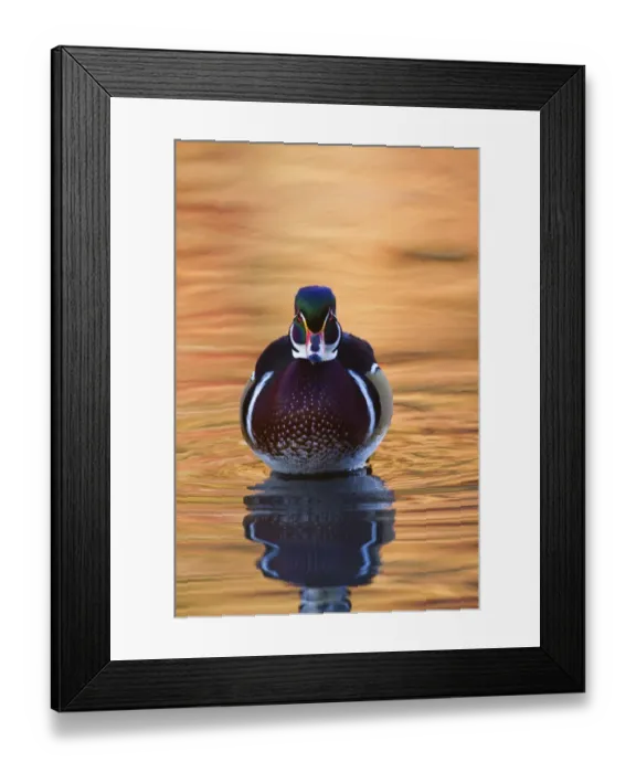 Framed Print : Wood Duck in Fall Colors Framed Print : Wood Duck in Fall Colors