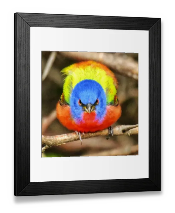 Framed Print : Wild painted Bunting sitting on a branch Framed Print : Wild painted Bunting sitting on a branch