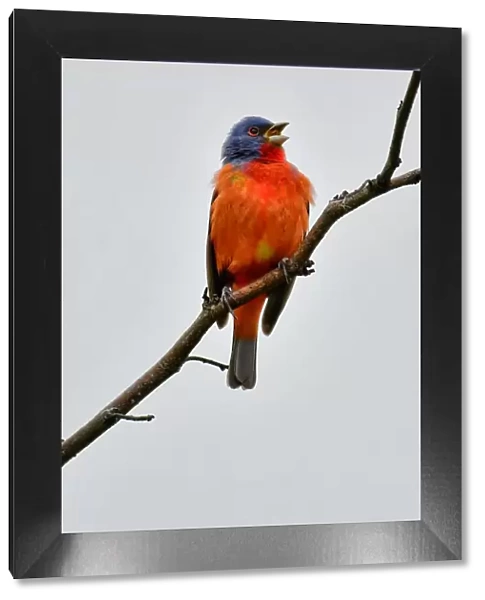Wild painted Bunting singing on a branch