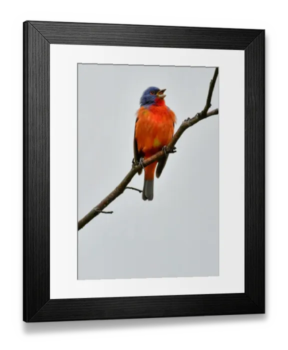 Framed Print : Wild painted Bunting singing on a branch Framed Print : Wild painted Bunting singing on a branch