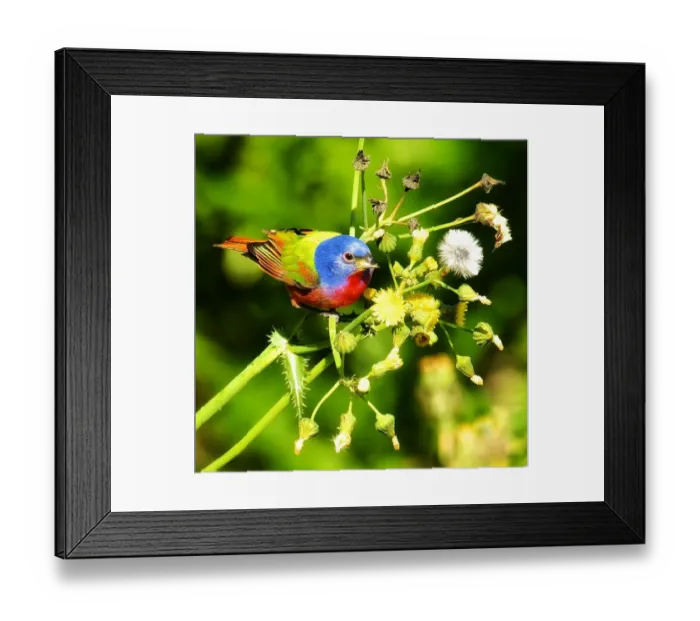 Framed Print : Painted Bunting during Spring Migration Framed Print : Painted Bunting during Spring Migration