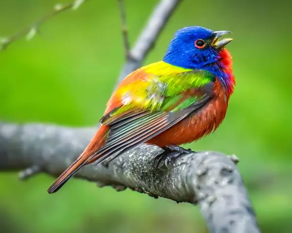 Wild painted Bunting in Texas