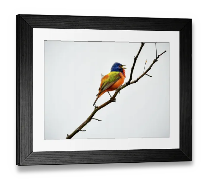 Framed Print : Painted Bunting singing on a dead branch outside Fort Worth