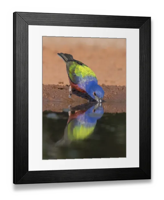 Framed Print : Drinking Painted Bunting Framed Print : Drinking Painted Bunting