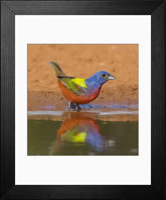 Framed Print : Painted Bunting