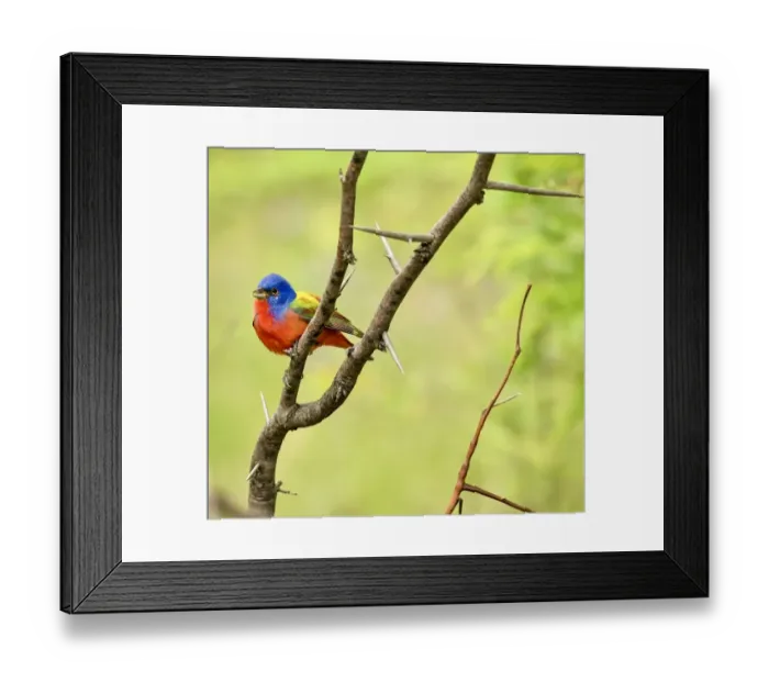 Framed Print : Painted Bunting perched in the forest in Texas Framed Print : Painted Bunting perched in the forest in Texas