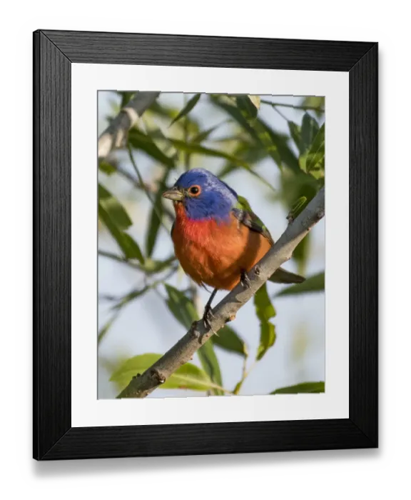 Framed Print : Male Painted Bunting Framed Print : Male Painted Bunting