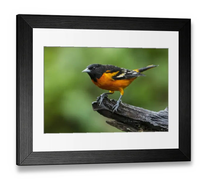 Framed Print : Baltimore Oriole