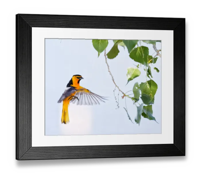 Framed Print : Oriole Flies To Branch Framed Print : Oriole Flies To Branch