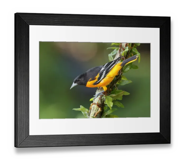 Framed Print : Baltimore Oriole Framed Print : Baltimore Oriole