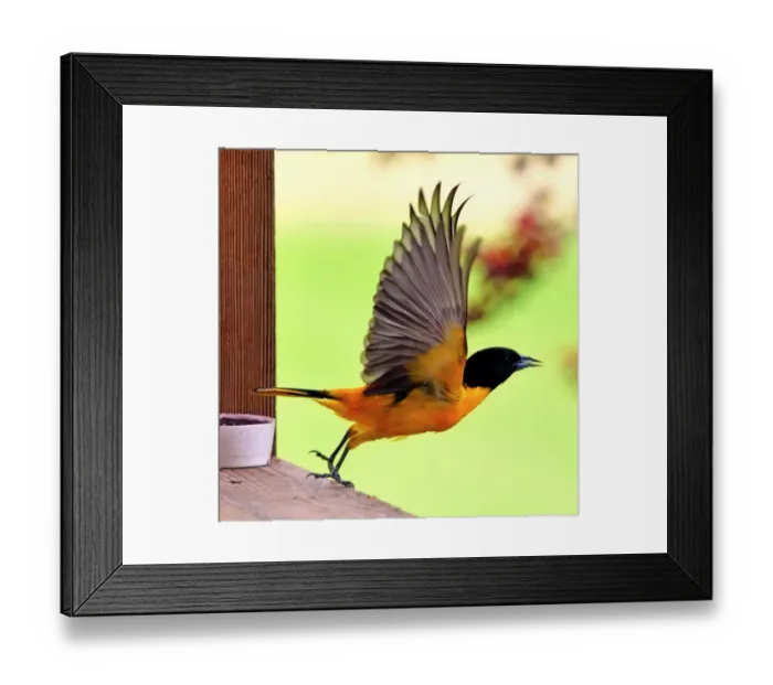 Framed Print : Baltimore Oriole Framed Print : Baltimore Oriole