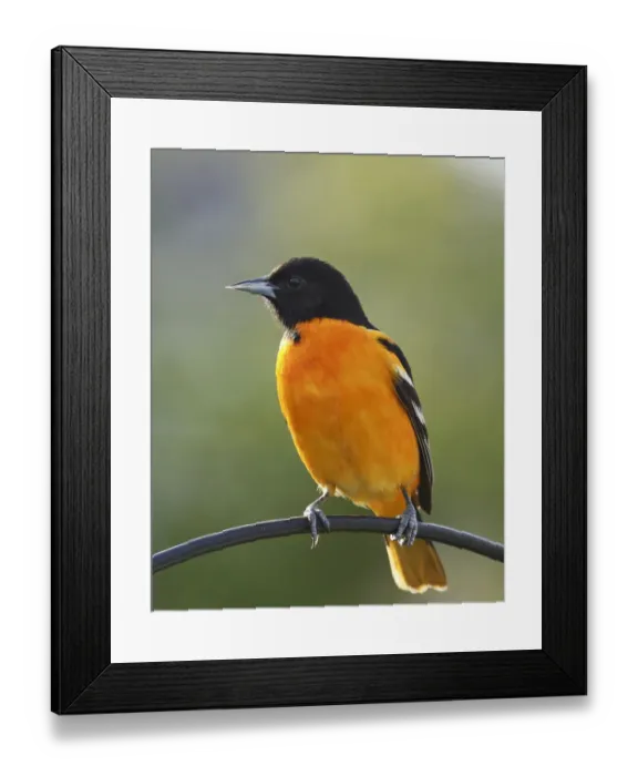 Framed Print : Male Baltimore Oriole Framed Print : Male Baltimore Oriole