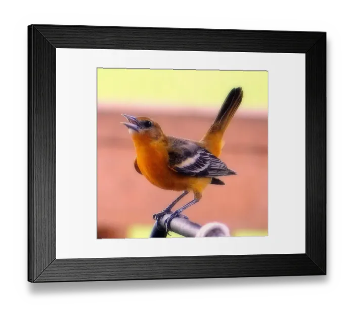 Framed Print : Baltimore Oriole