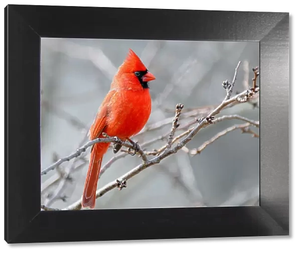 Male cardinal perched against grey sky