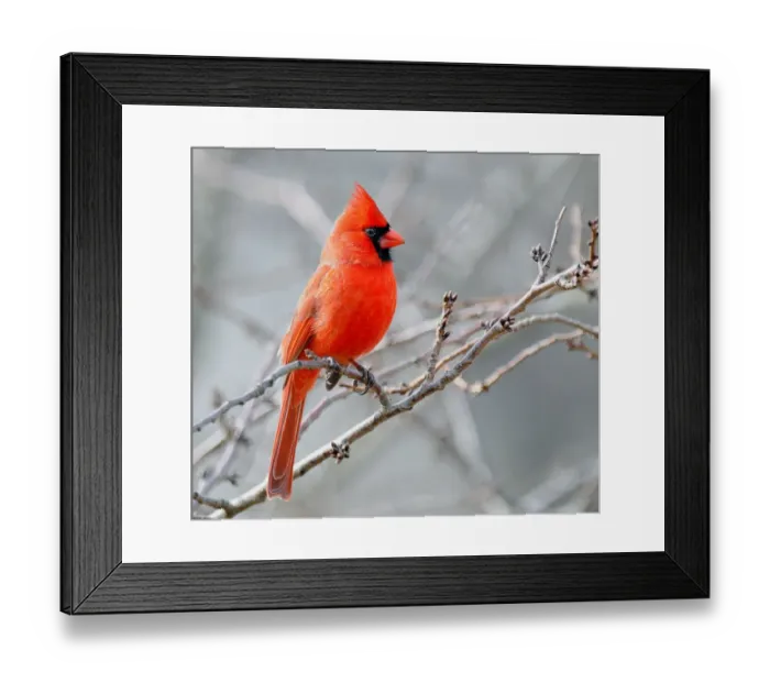 Framed Print : Male cardinal perched against grey sky Framed Print : Male cardinal perched against grey sky