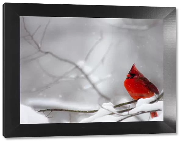 Male Northern Cardinal on tree branch in snow