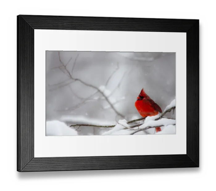 Framed Print : Male Northern Cardinal on tree branch in snow
