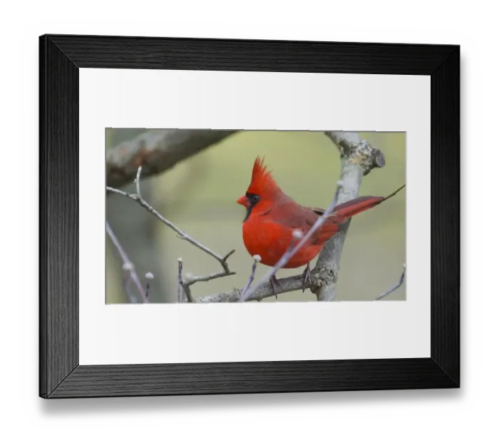 Framed Print : Male Northern Cardinal (Cardinalis cardinalis) Framed Print : Male Northern Cardinal (Cardinalis cardinalis)